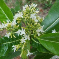 Alstonia macrophylla Wall. ex G.Don